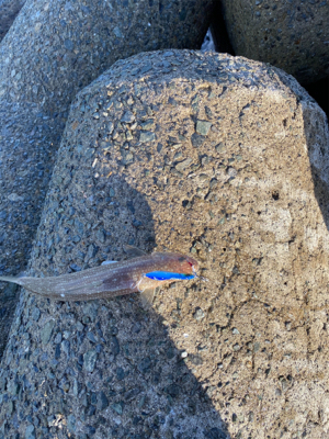 サゴシからのサワラ