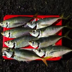 アジング練習 209