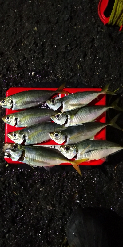 アジング練習 209