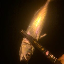 サイト豆シーバス