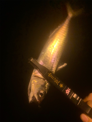 サイト豆シーバス