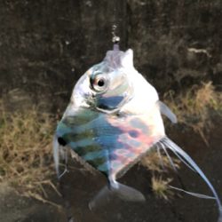 ギリ中アジ連発( ・∇・)