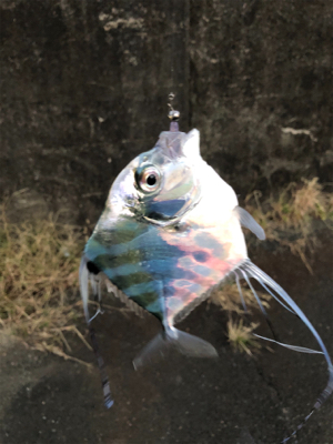 ギリ中アジ連発( ・∇・)