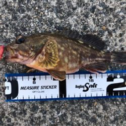 沖堤は今が釣り頃ですよ〜