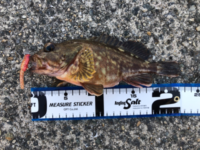 沖堤は今が釣り頃ですよ〜