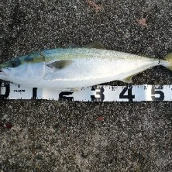 ライトショアジギング