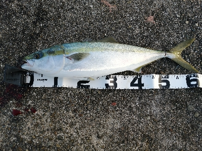 ライトショアジギング