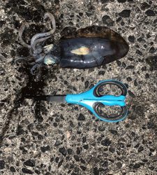 ナイトエギング釣行