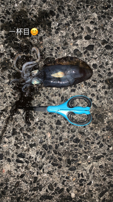 ナイトエギング釣行