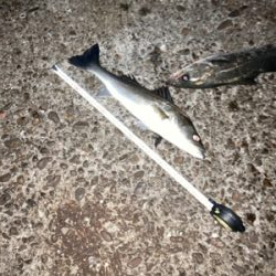 シーバス絶好調！