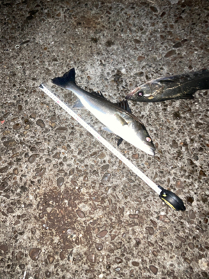 シーバス絶好調！