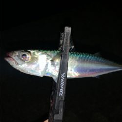 アジング サバング