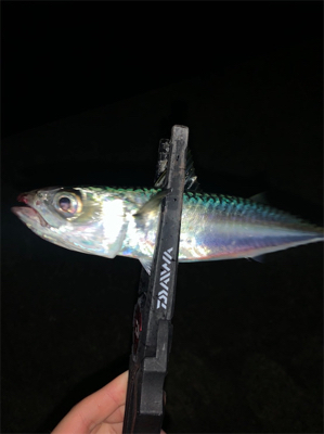 アジング サバング