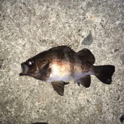 メバリング開幕