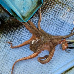 明石でタコ狙い