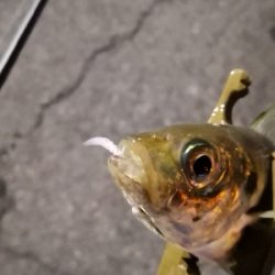 アジング練習 211