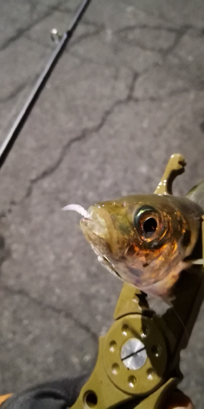 アジング練習 211