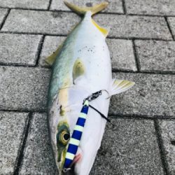 コスモスクエア釣果