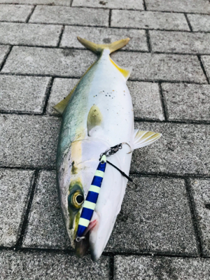 コスモスクエア釣果