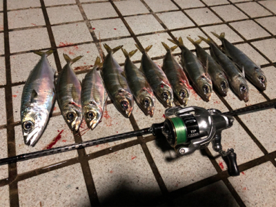 アジを食べさせたくて