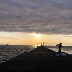 サワラ、サゴシの回遊アリ