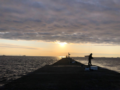 サワラ、サゴシの回遊アリ