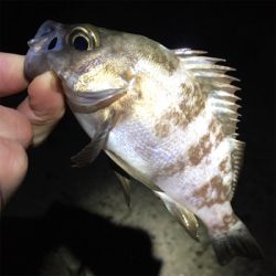 渋いメバリング