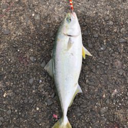 また青物復活か