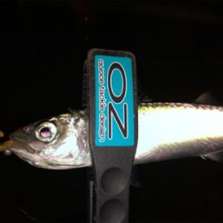 太っちょアジさんに遭遇