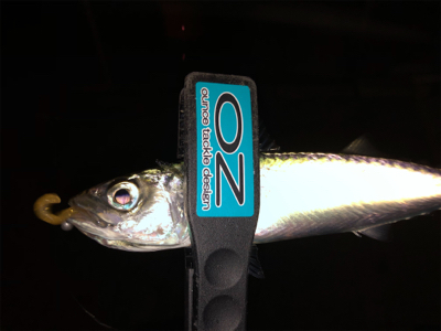 太っちょアジさんに遭遇