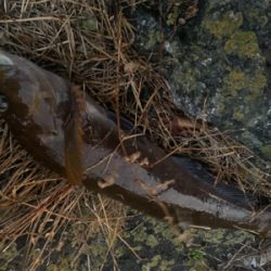 ロックシーズン開幕！