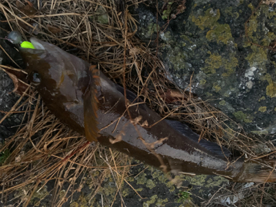 ロックシーズン開幕！