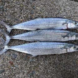 サゴシパーティー