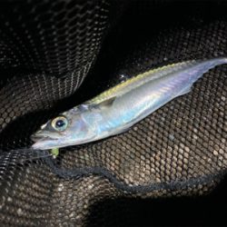 尺アジはなかなか釣れない