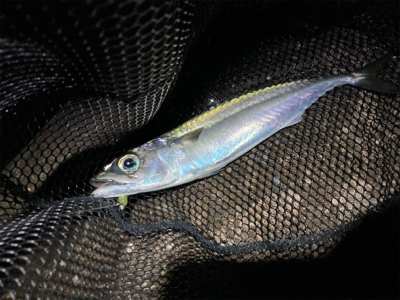 尺アジはなかなか釣れない