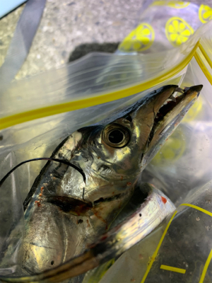 ウキ釣りでタチウオ