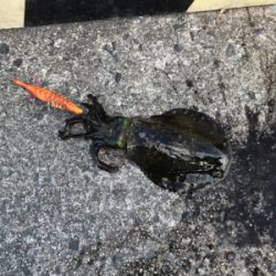 渋くなりました！