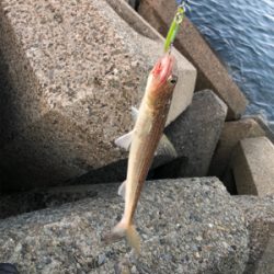 サゴシカッター