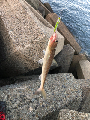 サゴシカッター