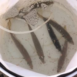 今年のアジは渋いんかなぁ。イワシは乱舞してましたw