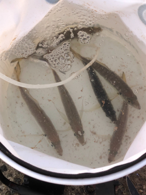 今年のアジは渋いんかなぁ。イワシは乱舞してましたw