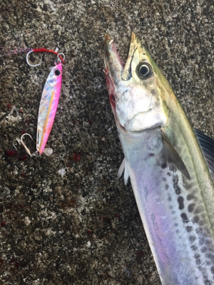 ポーアイ沖堤防