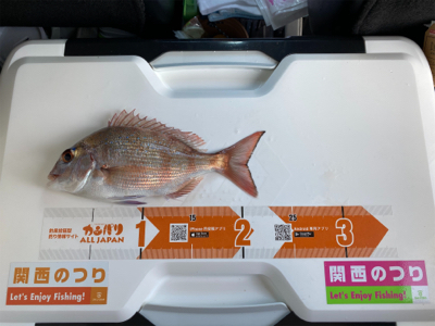 3週連続、深日港へカレイ釣り