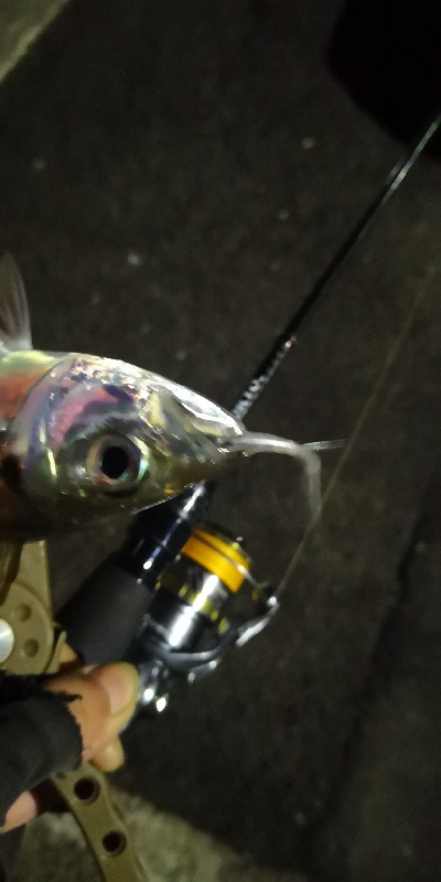 アジング練習 212