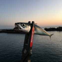 種市で釣りキャンプ