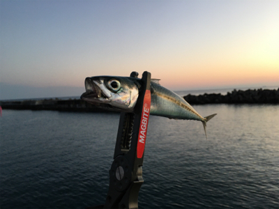 種市で釣りキャンプ