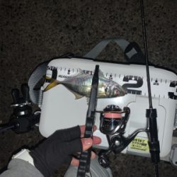 ベイトアジングの道⑫極寒