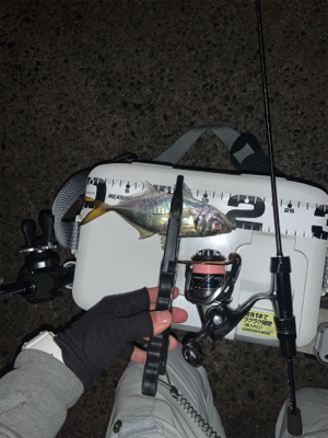 ベイトアジングの道⑫極寒