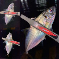 良型狙いが、豆狩りに