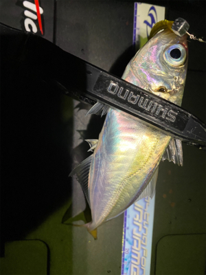 その時釣れる魚を釣る